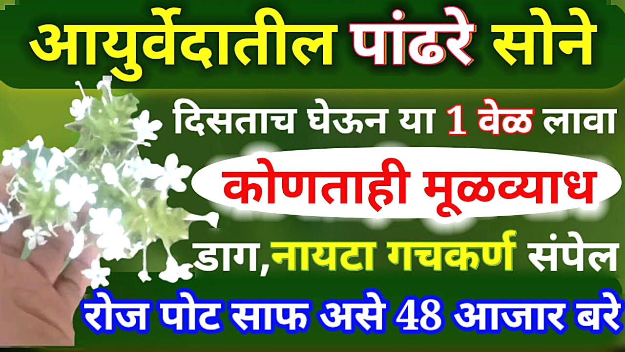 मूळव्याध मुळासकट गायब फक्त 3 दिवसात, घरगुती आयुर्वेदिक उपाय…