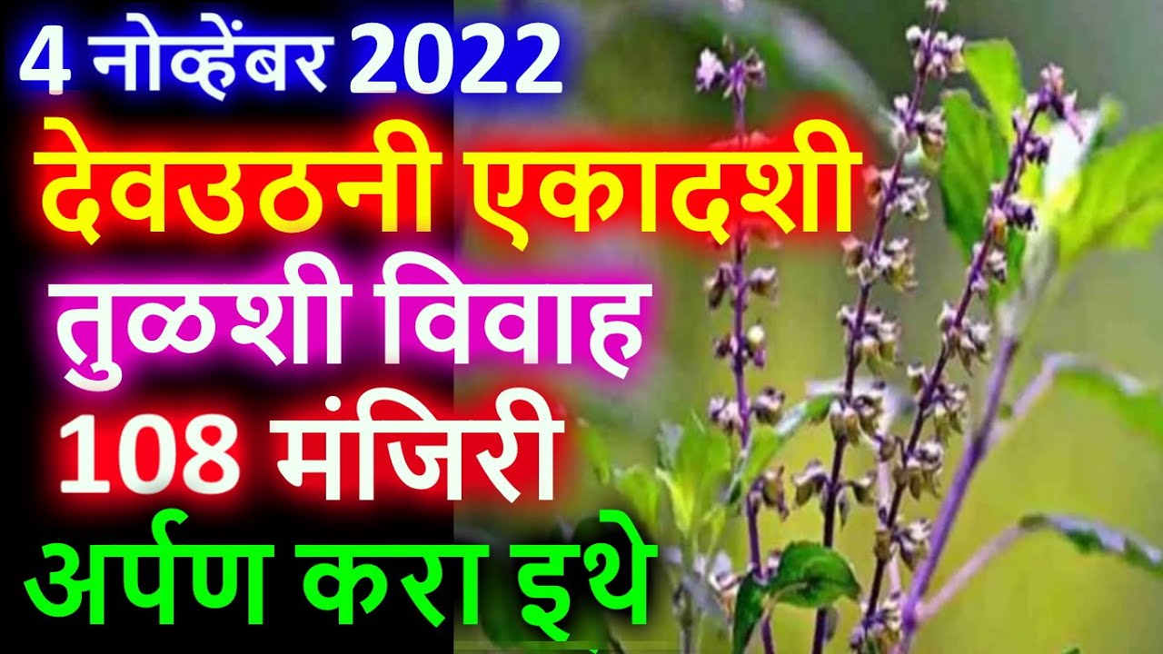 देवउठनी एकादशी तुळशी विवाह 108 मंजिरी अर्पण करा इथे, माता लक्ष्मी होईल प्रसन्न…
