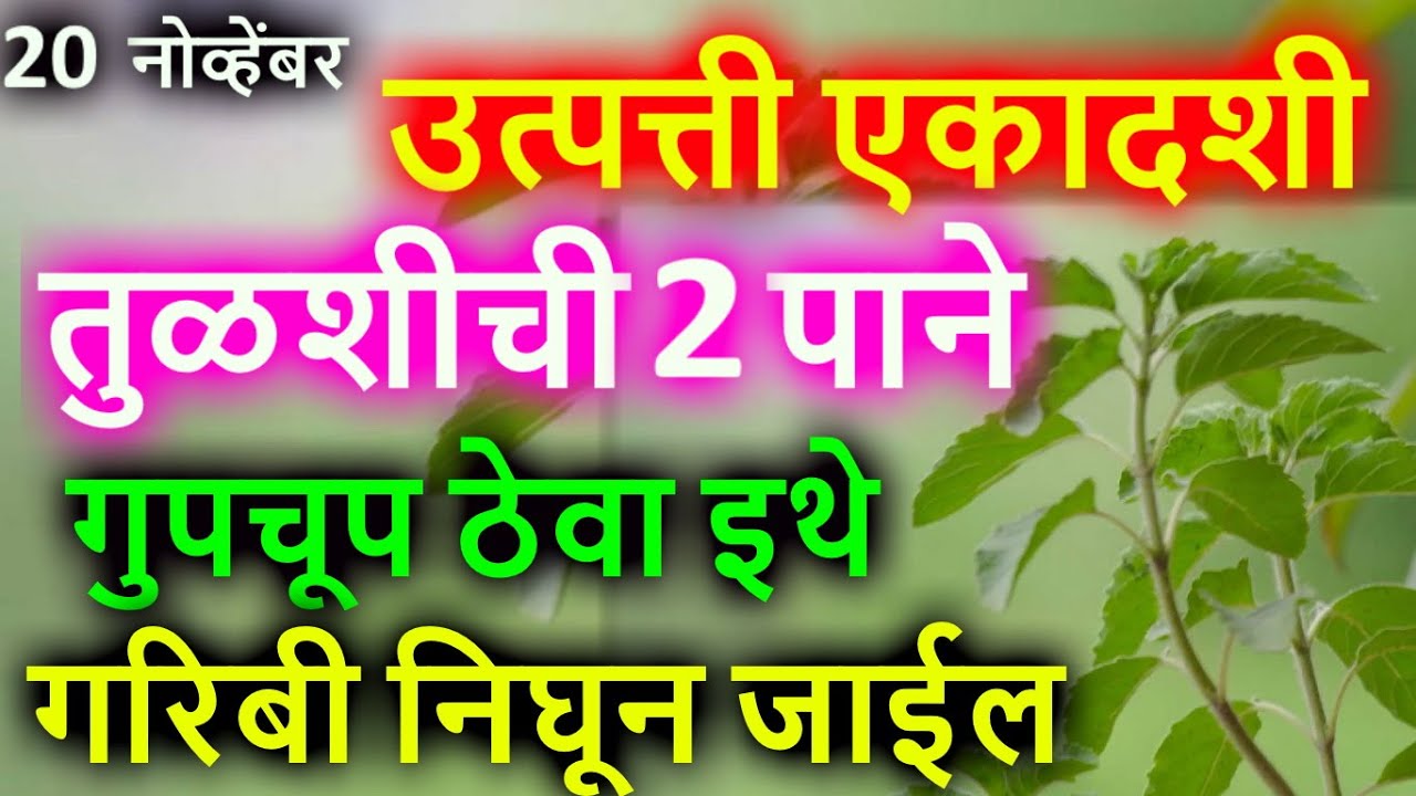 20 नोव्हेंबर उत्पत्ती एकादशी, तुळशीची 2 पाने- गुपचूप ठेवा इथे गरिबी निघून जाईल…