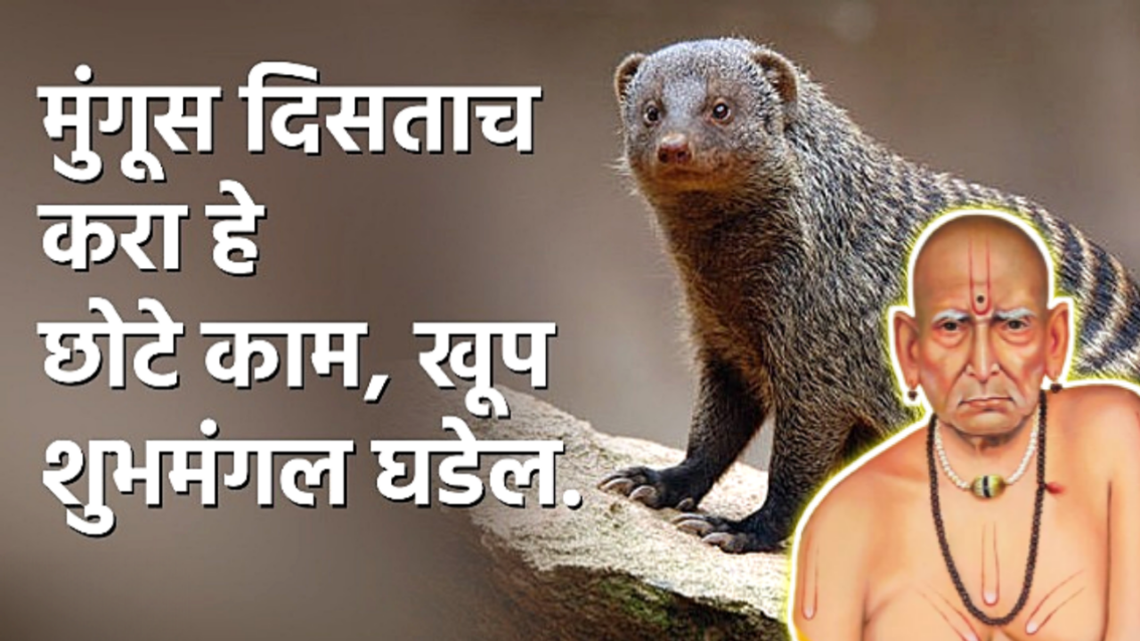 मुंगूस दिसताच करा हे काम, पैशाचा ढीग लागेल…