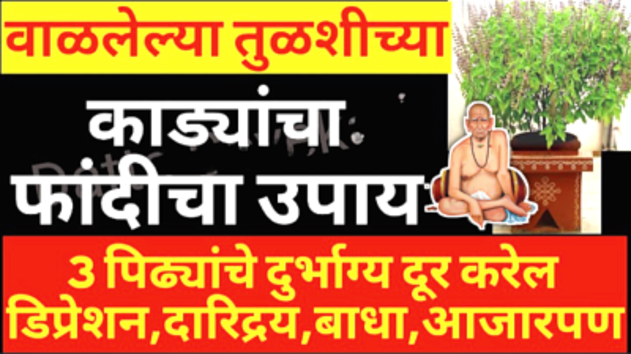 तुळशीच्या सुकलेल्या काड्यांचा जबरदस्त उपाय, जो तुमचं 4 पिढ्यांच दारिद्र्य नष्ट करेल…