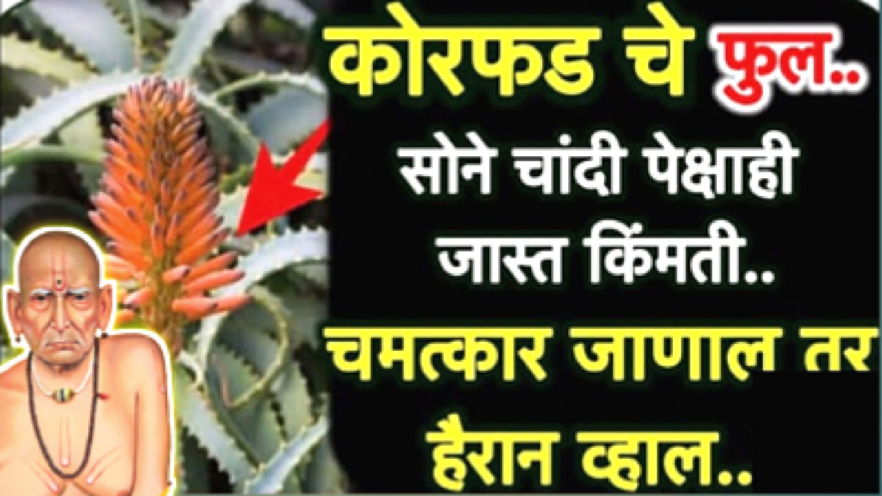 कोरफड फुलाचे जबरदस्त उपाय…