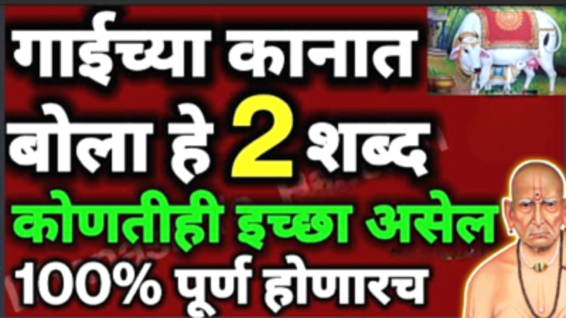 2 words into cow's ears