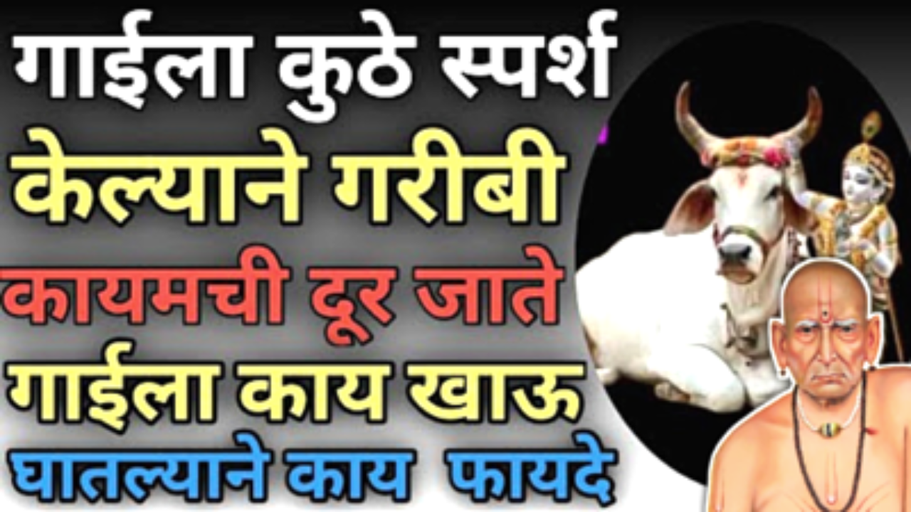 गाईच्या या अंगाला स्पर्श केल्यास त्वरित होते धनप्राप्ती…