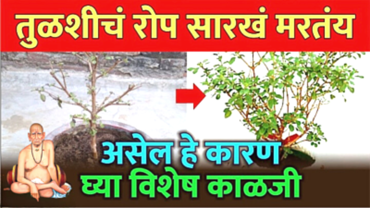 तुळस सारखी सुकत असेल तर समजून जा की हे आहेत दैवी संकेत…
