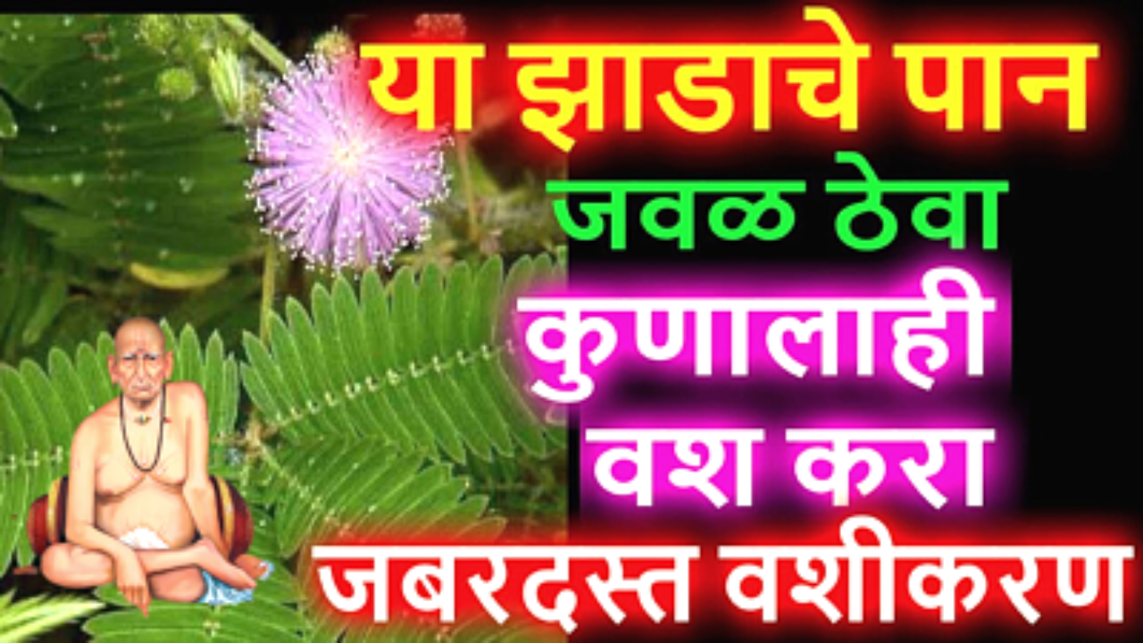 या झाडाचे पान जवळ ठेव आणि वश करा….