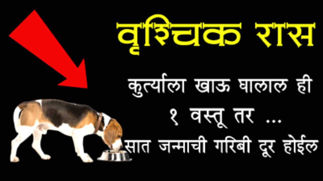 वृश्चिक राशी : कुत्र्याला खाऊ घालाल ही 1 वस्तू तर सात जन्माची गरिबी दूर होईल…