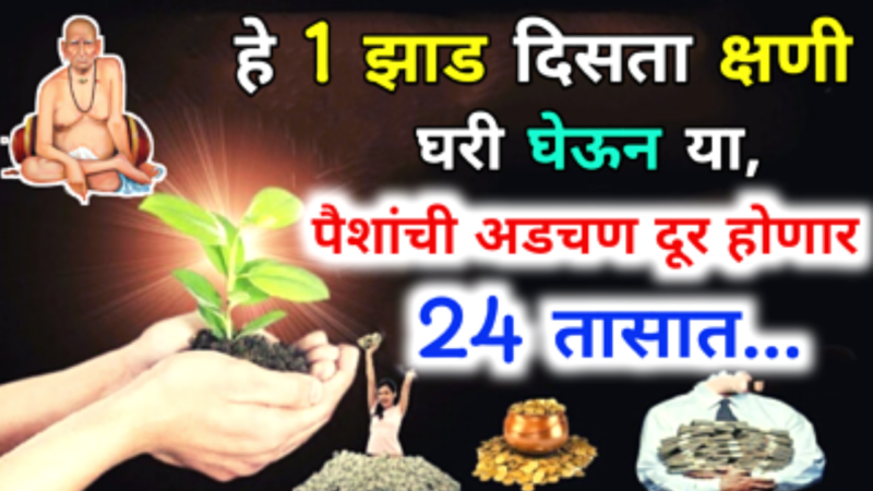 Bring home this plant