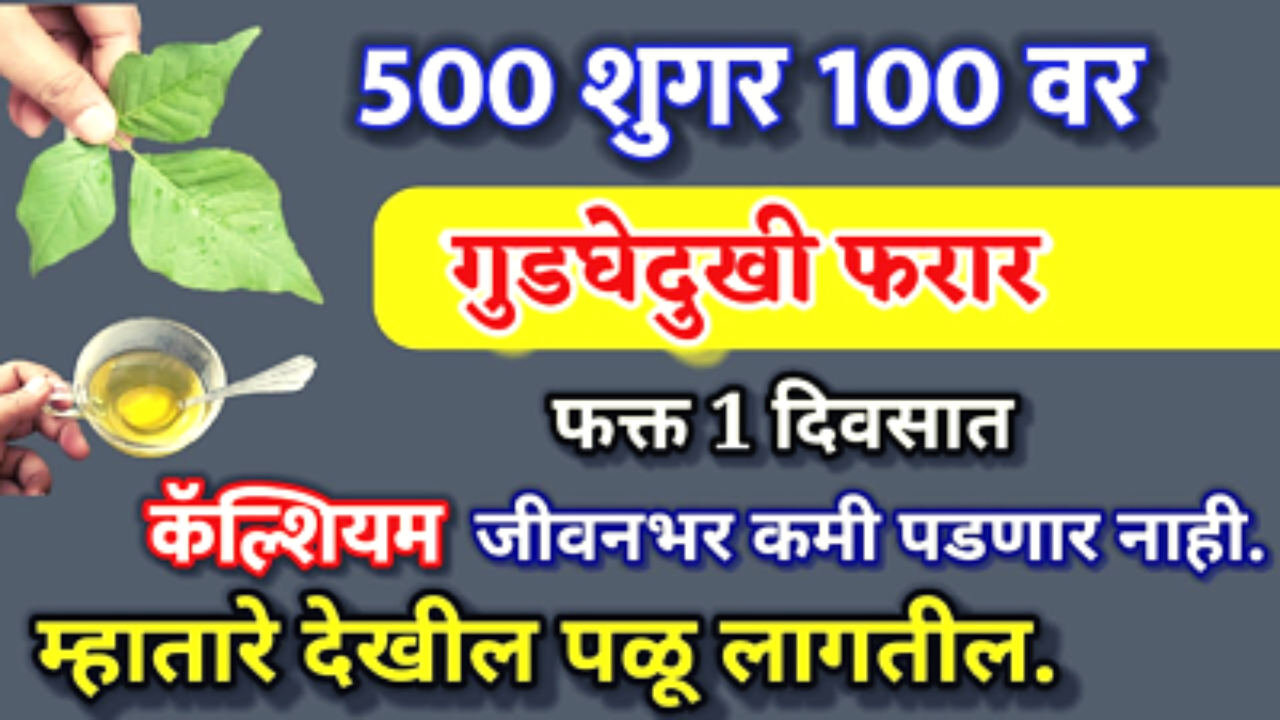 500 शुगर 100 वर, गुडघेदुखी फरार, कॅल्शिअम आयुष्यभर हे सर्व फक्त 3 पानामध्ये…