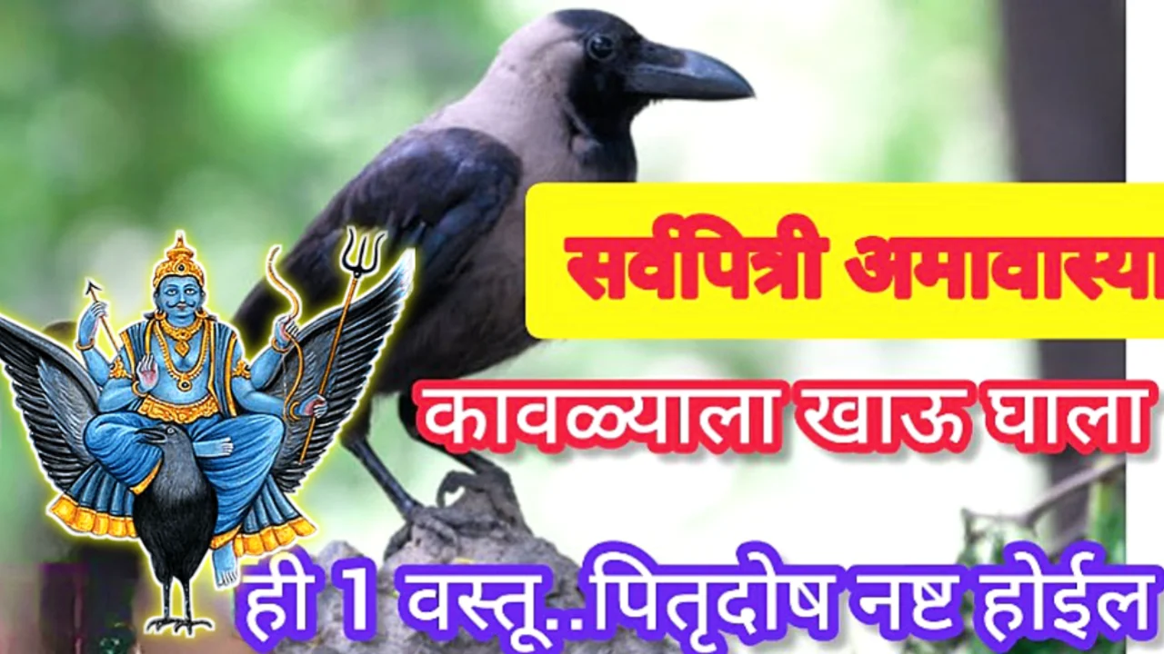 सर्वपित्री अमावस्या, कावळ्याला खाऊ घाला ही वस्तू, कोणताच दोष राहणार नाही….