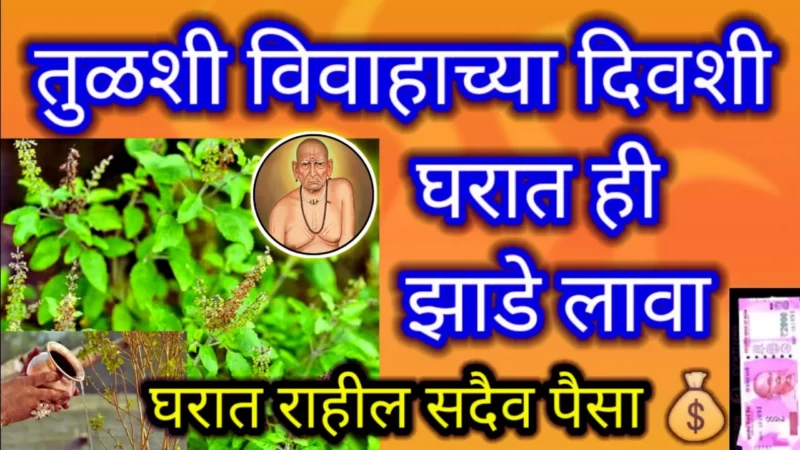 tulsi trees in the house on