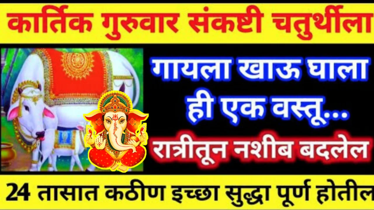 उद्या संकष्टी चतुर्थी गाईला खाऊ घाला ही एक वस्तू, २४ तासात कठीण इच्छा पूर्ण होईल…