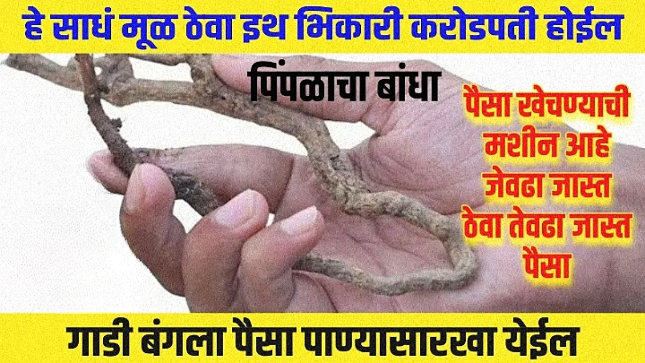 या झाडाचं मूळ पिंपळाचा बांधा घबाड पैसा मिळेल…
