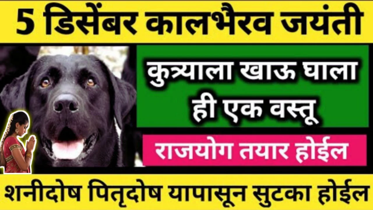 कालभैरव जयंतीच्या दिवशी कुत्र्याला खायला घाला ही १ वस्तू, पितृदोष शनीदोष ग्रहदोष यापासून मुक्तता…