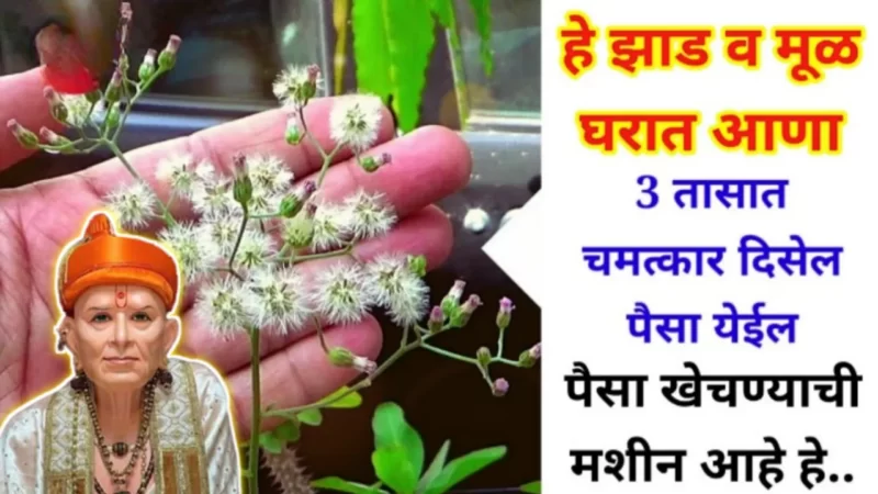 Bring this root and tree in the house